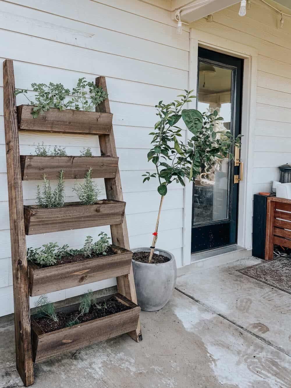 patio with a lemon tree and a leaning herb garden 