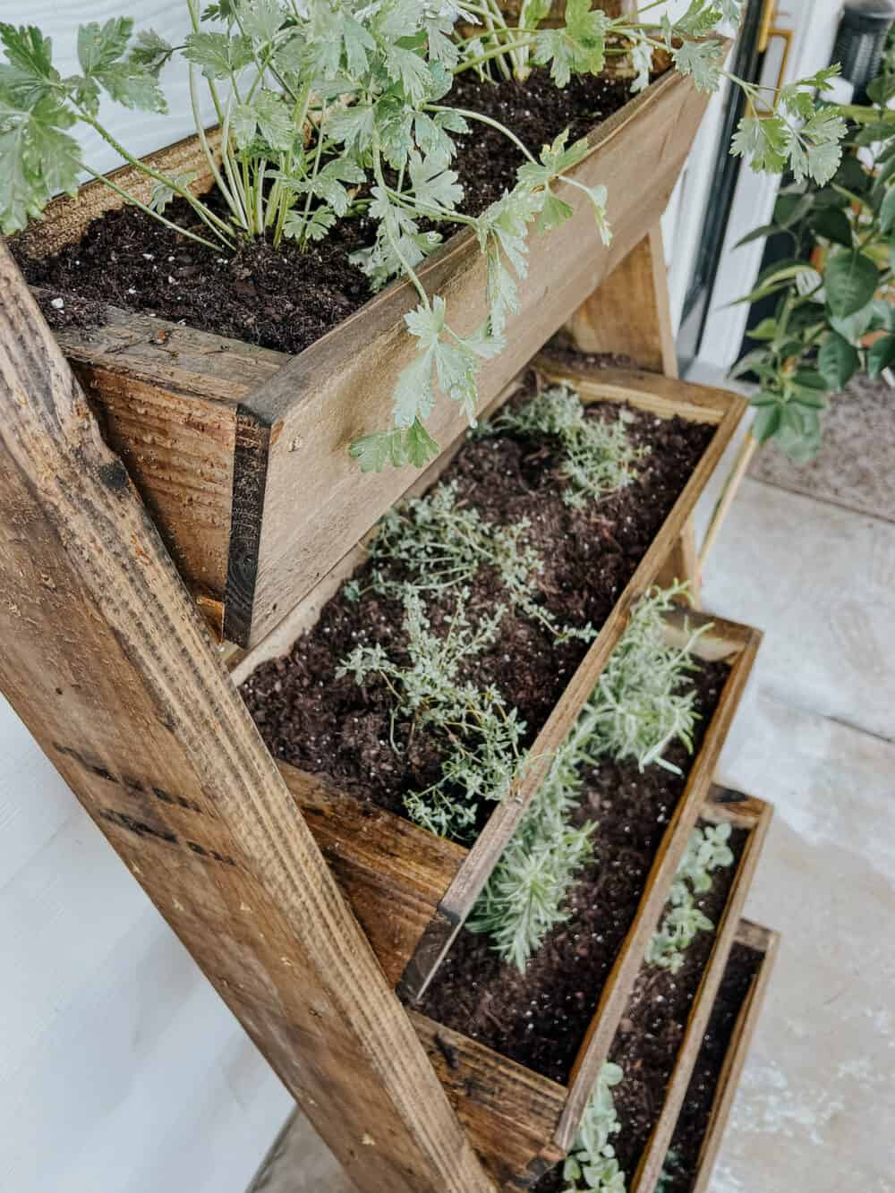 close up of herbs planted in a leaning planter 