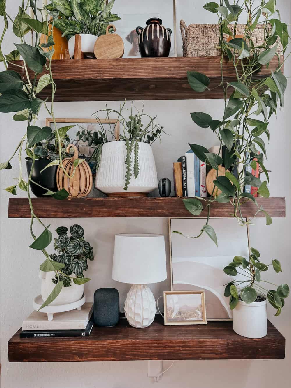 shelves with plants and wood pumpkins 