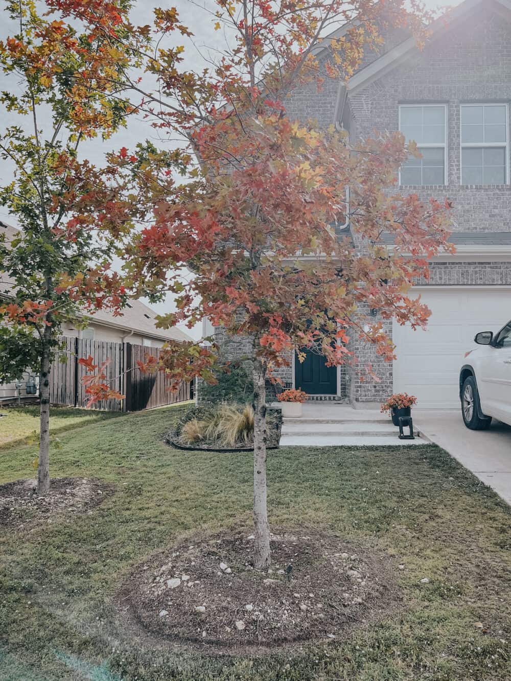exterior of a suburban home with two red oak trees 
