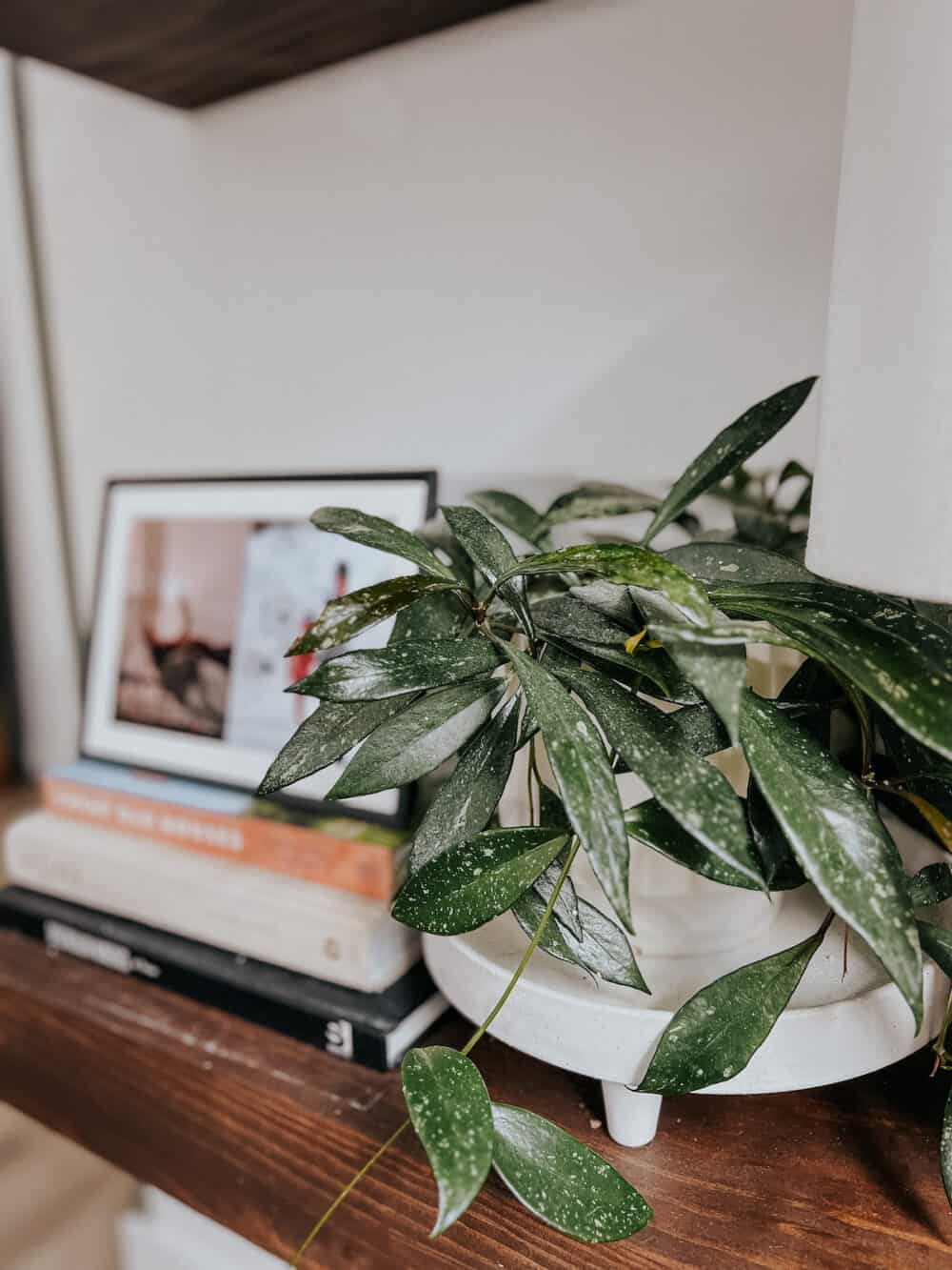 a plant on a set of floating shelves 