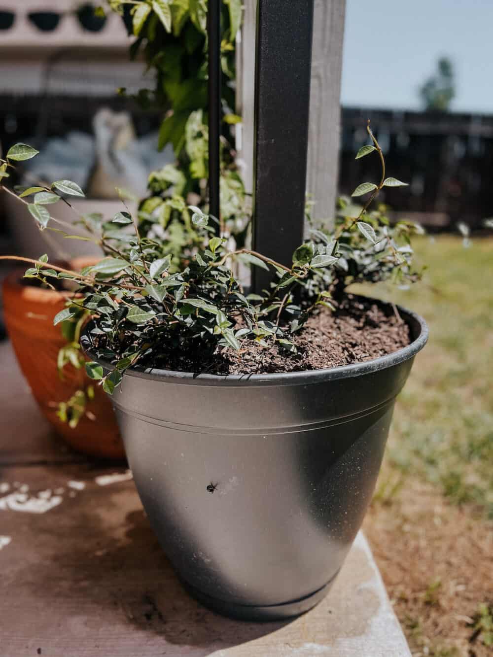 planter with ivy planted in it