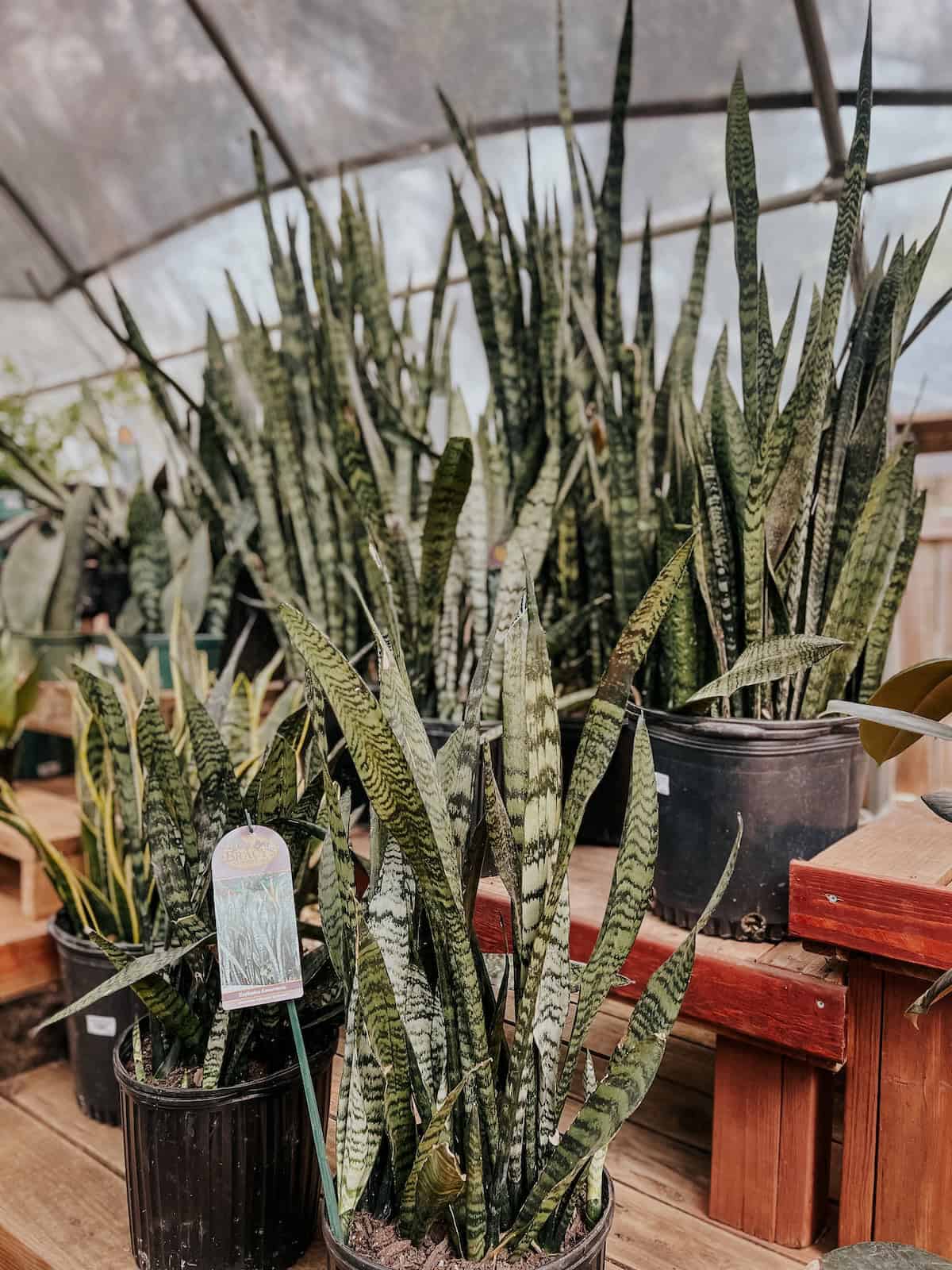 The Best Low Light Indoor Plants – Love & Renovations