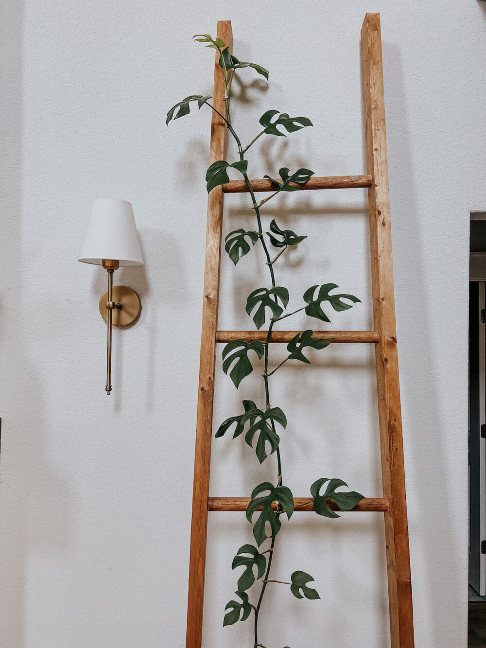 top of a tall Rhaphidophora Tetrasperma plant
