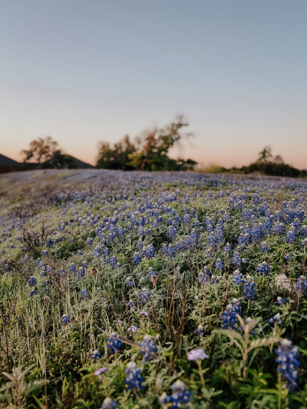 field of bluebonnets at sunrise
