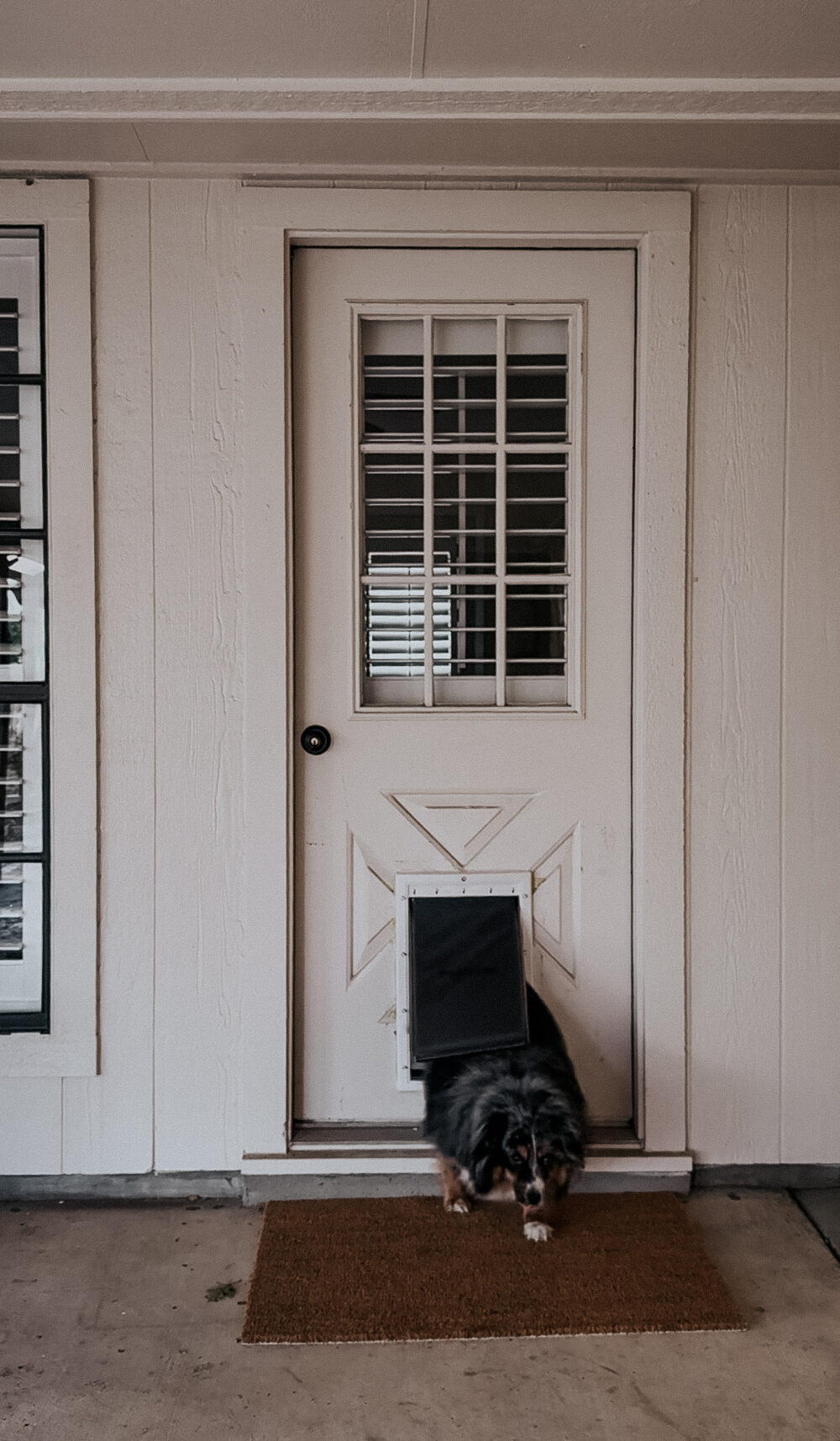mini australian shepherd using a doggy door