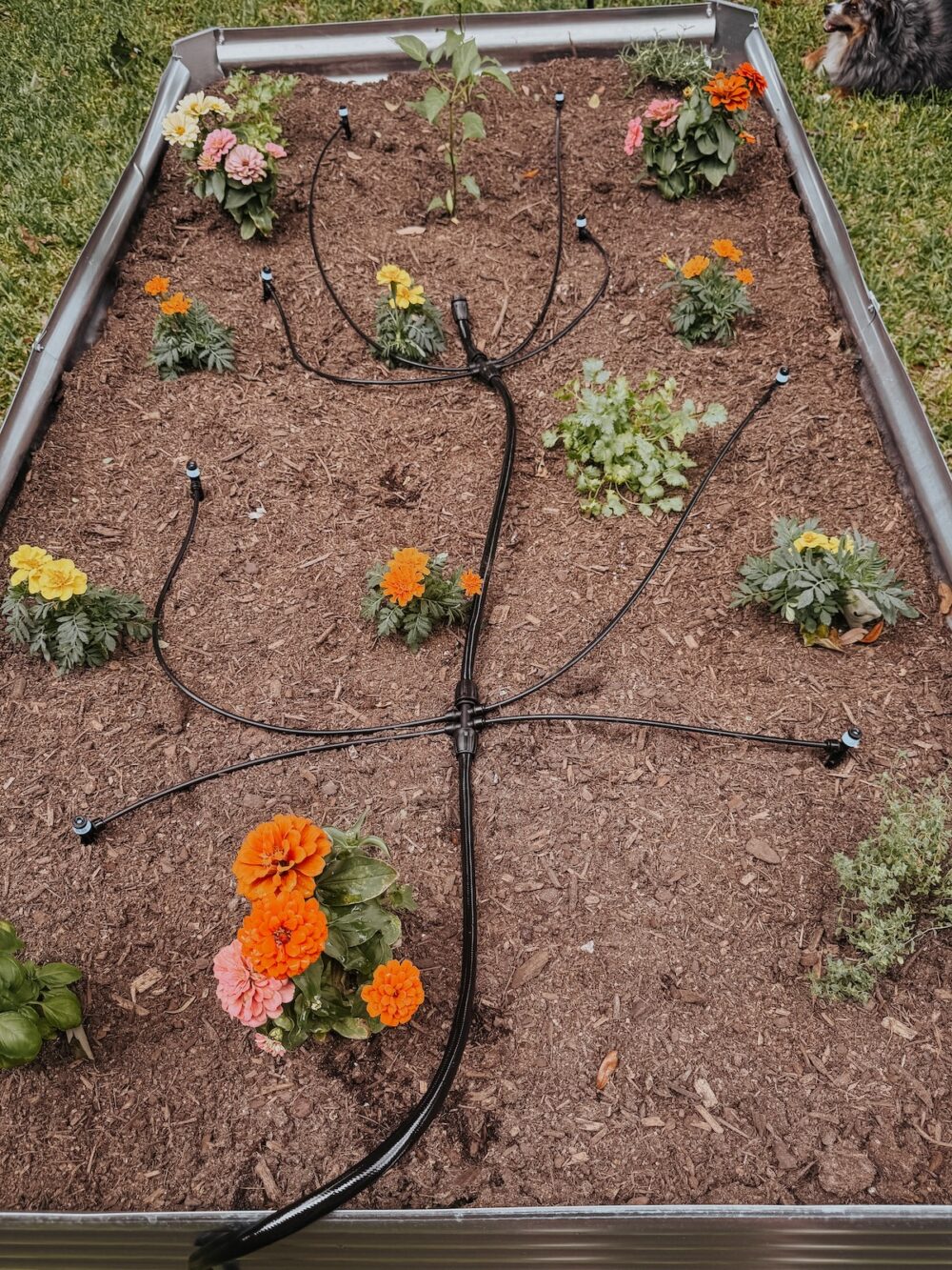 raised garden bed with a drip irrigation system set up inside of it