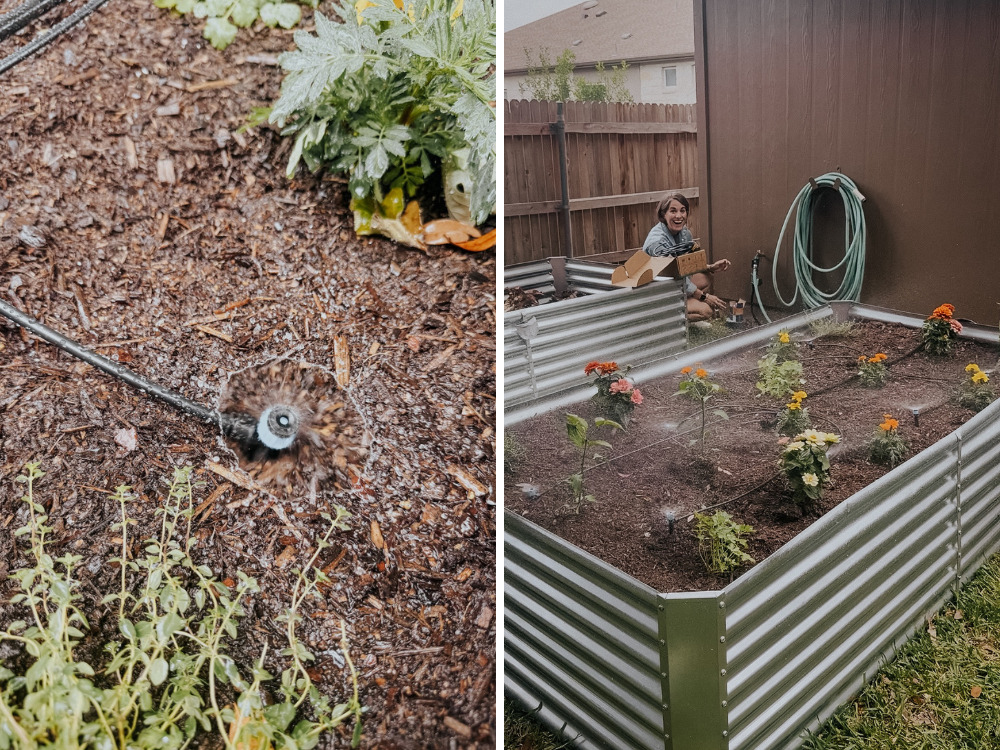 two images of drip irrigation line being tested in a raised garden bed