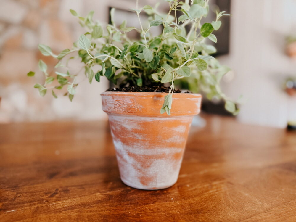 close up of a terra cotta pot that has been aged using garden lime