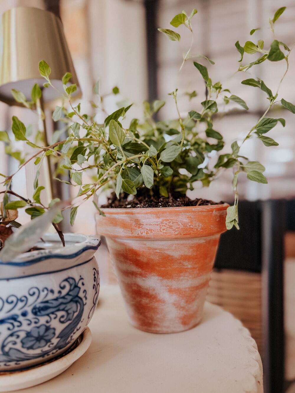 oregano planted in an aged terra cotta planter