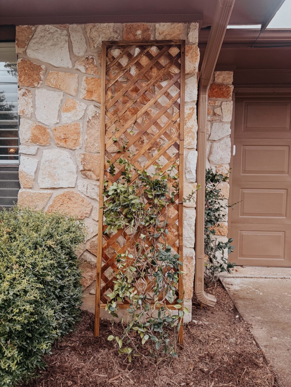 close up of lattice trellis with jasmine vines on side of house